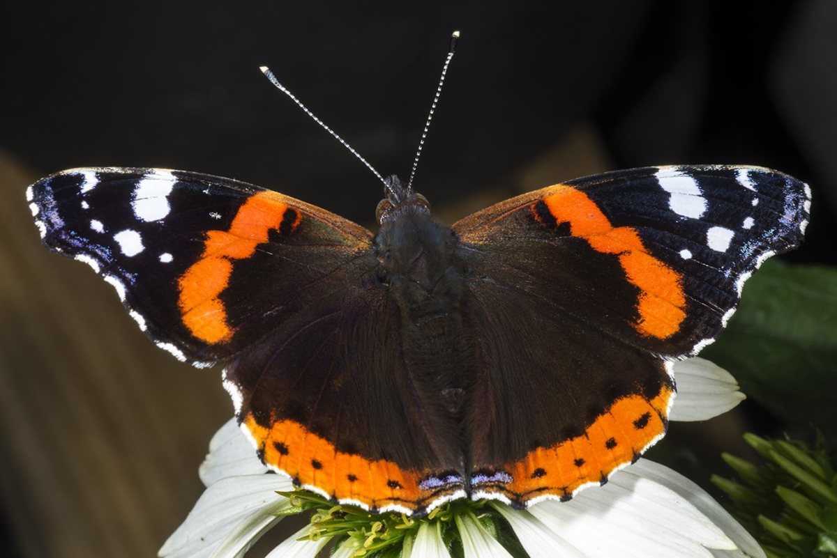 DEN LYKKELIGSTE PREMIERE&nbsp;AFTEN